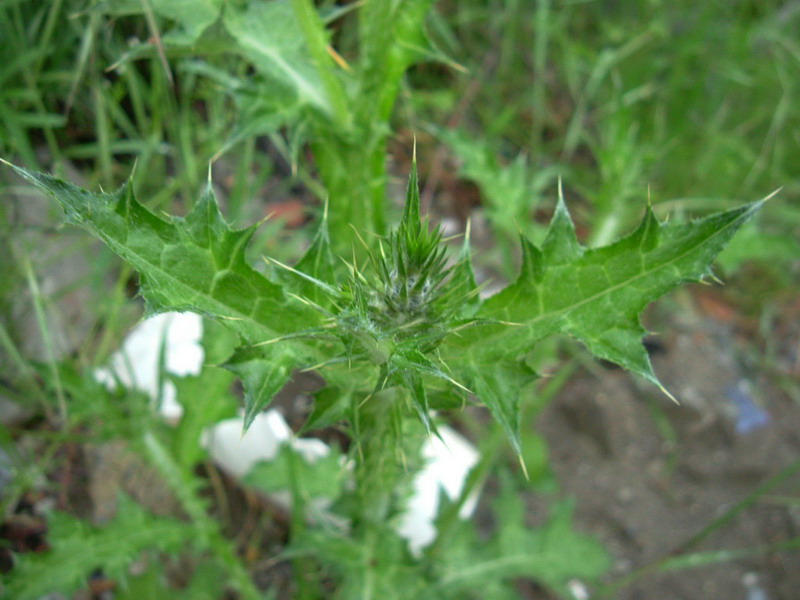 Carduus pycnocephalus / Cardo saettone